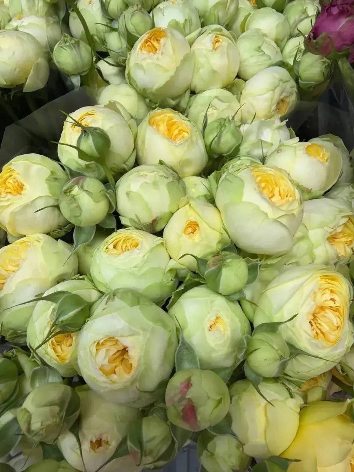 Роза кустовая лимонная